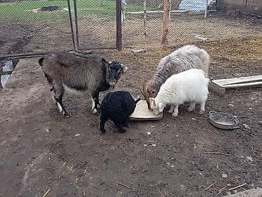 нан жапкан: Сатам | Эчки (ургаачы) | Аргын, Заанен, Нубий | Союуга, Көбөйтүү үчүн, Сүт алуу үчүн — 6