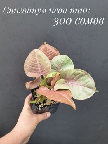 живые растения в аквариум купить: Комнатные растения, цветы (молодые растения, взрослые экземпляры). Не — 23