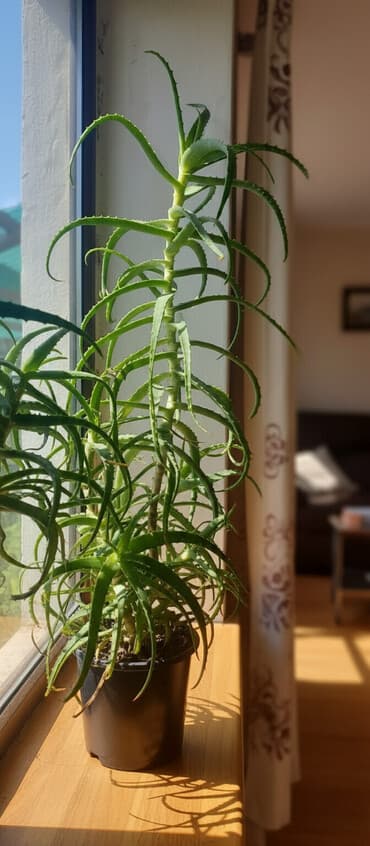 шкаф для офиса дома: Алоэ (крупный взрослый куст, суккулент)6-7 летний - Многоствольное — 1