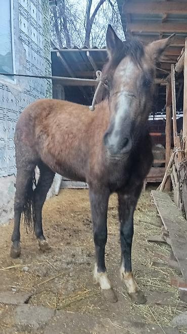 дог порода: Продаю | Кобыла (самка) | Для разведения — 2