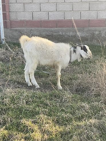 сабака дратхар: Продаю | Козёл (самец) | Полукровка | Для разведения | Осеменитель — 2
