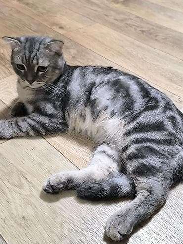 Скотиш Фолд (Шотландская вислоухая), 5 месяцев, Мальчик — 1