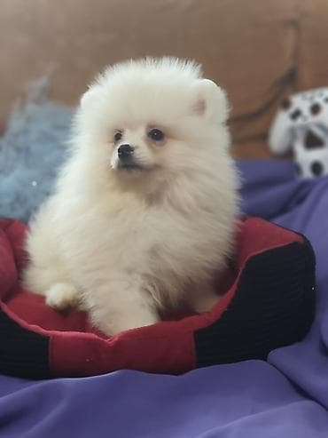 Собаки: Шпиц щенки мальчик - Круглая мордочка, маленькие ушки - Игривые — 3