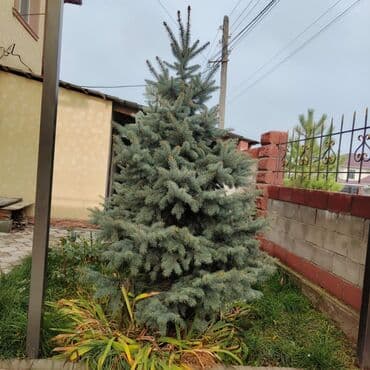 сам мойка аппарат цена бишкек: Көчөттөр дарактардын: Карагайлар, Өзү алып кетүү, Акылуу жеткирүү — 3