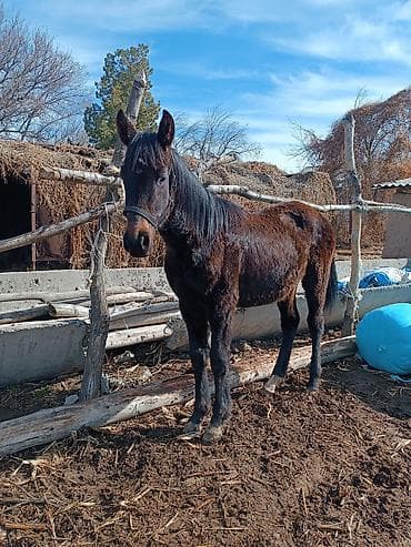 китайская хохлатая собака: Продаю | Жеребенок | Рабочий, Конный спорт — 3