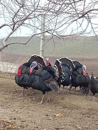 клетка для курицы: Продаю | Индюк (самец) | Бройлерная | Для разведения | Племенные — 3