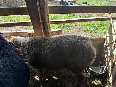 кошки купить бишкек: Продаю | Овца (самка) | Арашан | Для разведения | Матка — 4