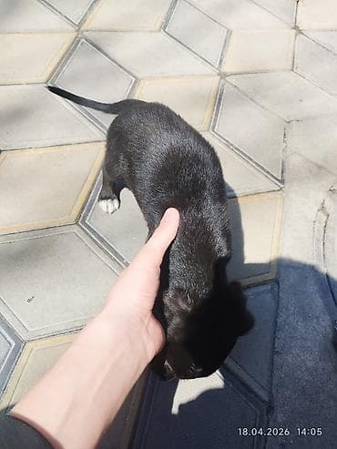 собака сосиска: Щенок, черный с белыми «носочками» на лапах спаниель смесь с овчаркой — 3