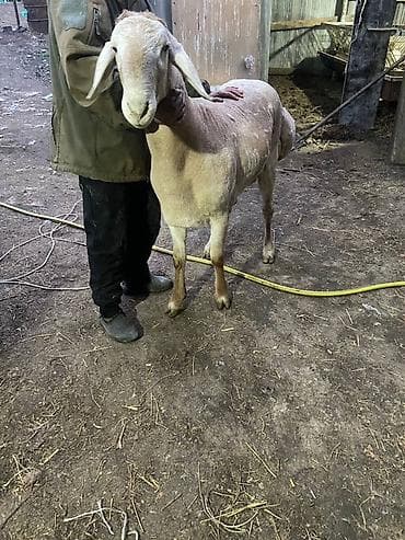 козы зааненская: Продаю | Баран (самец) | Арашан | На забой, Для разведения, Для шерсти | Племенные, Осеменитель, Ягнившаяся — 4