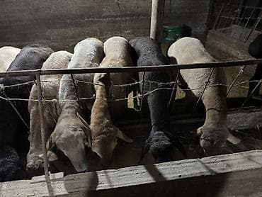 живой вес: Продаю | Баран (самец) | Гиссарская | На забой, Для разведения — 3