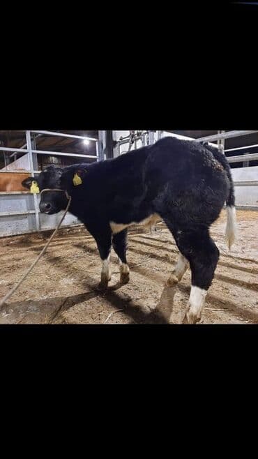 Услуги ветеринара: Искусственное осеменение коров, молочного, мясного направления — 5