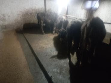 Кошки: Продаю | Бык (самец) — 4