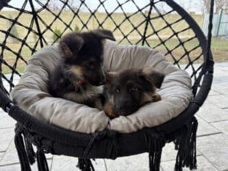 купить собаку породистую: 🐾 Щенки немецкой овчарки 🐾 Продаются красивые, породные щенки — 14