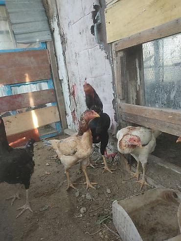 Продаю | Куры | Бойцовая | Для разведения