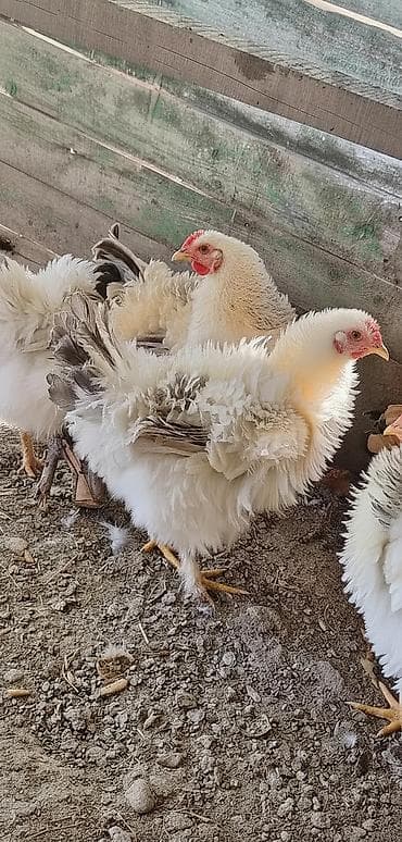 Индюки: Продаю | Куры | Для разведения — 1