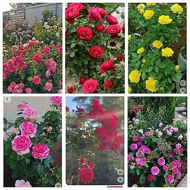 цены на мясо: Удобрение Торф — 3