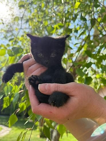 кошки даром ош: Очаровательный котенок, девочка, черная, ищет добрые и заботливые — 7