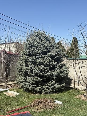 Ель голубая (Picea pungens Glauca) — крупномер для озеленения участка