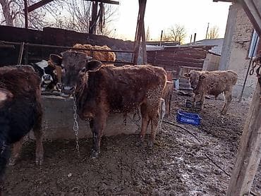 быки швиц: Продаю | Музоо, торпок | Полукровка | На откорм | Привязанные — 1