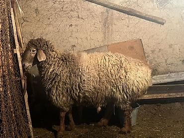 Продаю | Баран (самец) | Для разведения | Осеменитель