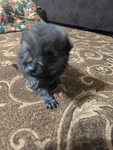 Ламинат: Немецкая овчарка, 1 месяц, Самец — 4