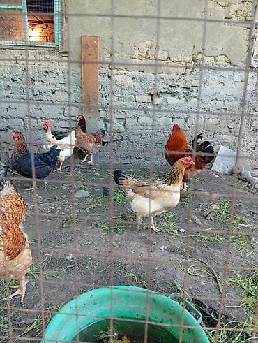 дом для кур: Продаю | Куры | Домашняя | Несушки — 3