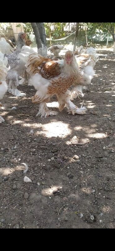 купить несушек курей: Продаю петухов Брама Окрас Белое золото возраст 6 месяцев — 3