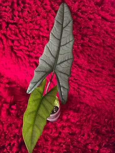 большой фикус: Ароидное комнатное растение Alocasia (вариететная форма) — 2