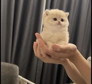 канадский сфинкс: Шотландская вислоухая кошка (Scottish Fold), котята 2 месяца, уже сами — 3