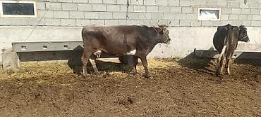 куплю корову на мясо: Продаю | Корова (самка) | Полукровка | Для молока | Привязанные — 4