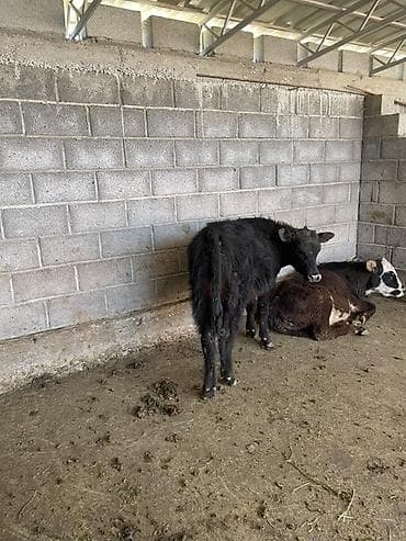 дакан атлас: Продаю | Бык (самец), Музоо, торпок | Ангус, Шароле — 2