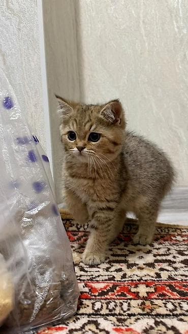 перепела фараон купить: Британская короткошёрстная, 3 месяца, Мальчик, Золотая шиншилла, Приучена к лотку — 1