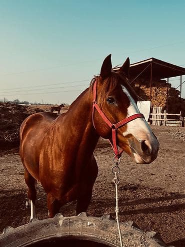 аренда лошади: Продаю | Жеребец | Рабочий — 2