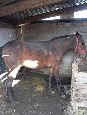 А/ч жаныбарларын сатып алам: Сатам | Тай — 1