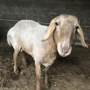 собаки щпиц: Продаю | Овца (самка) | Полукровка | Для разведения | Ягнившаяся — 2