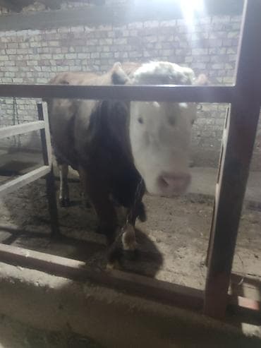 отдам собаку в хорошие руки бишкек: Продаю | Бык (самец) | Монбельярд | Для разведения | Племенные — 2