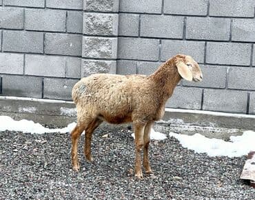 Продаю | Овца (самка), Ягненок, Баран (самец) | Гиссарская, Арашан | Для разведения | Племенные, Котные, Матка