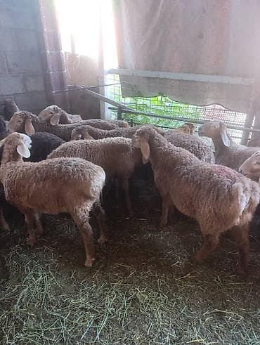Продаю | Овца (самка), Ягненок | Полукровка, Арашан | Для разведения at lalafo.kg Продаю | Овца (самка), Ягненок | Полукровка, Арашан | Для разведения
