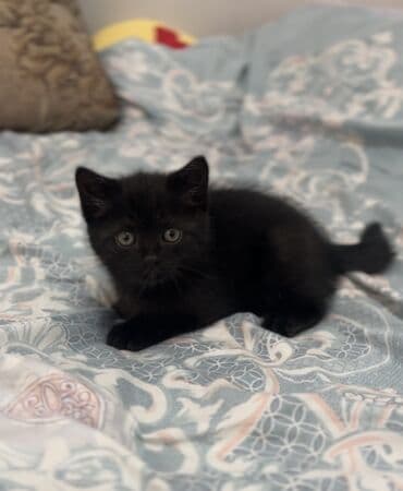 куда отдать кошку бишкек: 2 месяца, Мальчик, Черный, Метис, Приучена к лотку — 4