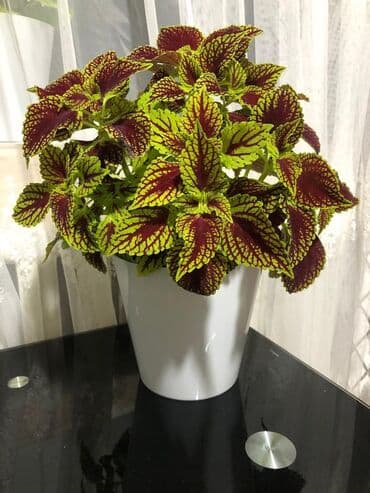 Цветы сорт «колеус»