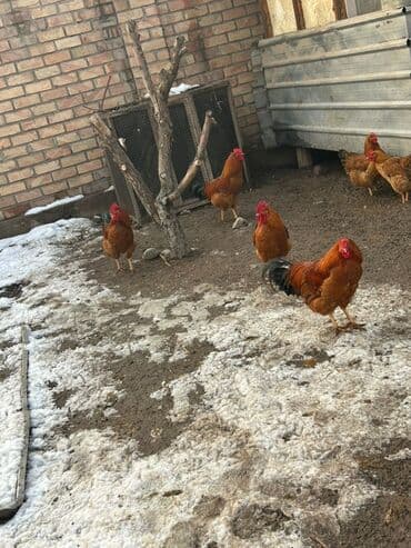 Айыл-чарба жаныбарлары: Сатам | Короздор | Кучинская | Көбөйтүү үчүн — 5