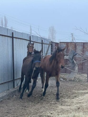 шотландская вислоухая кошка цена бишкек: Продаю | Жеребец, Жеребенок | Полукровка, Английская | Конный спорт — 7
