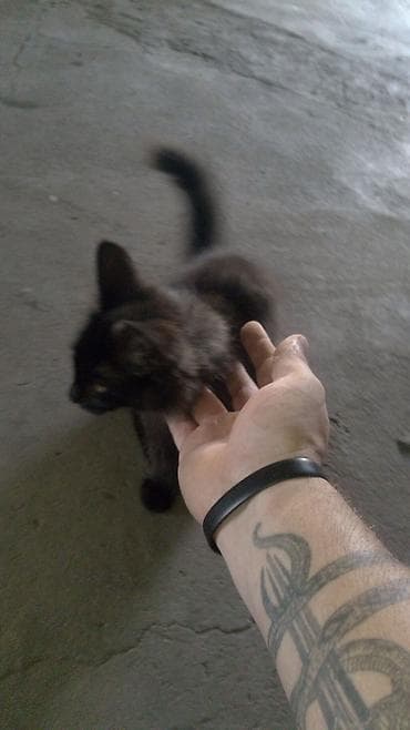Мышыктар: Котята домашние, ручные Описание: - Три очаровательных котенка разной — 3