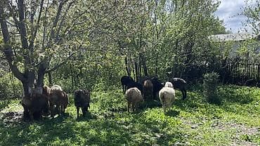 обмен на баран: Продаю | Овца (самка), Баран (самец) | Для разведения — 2