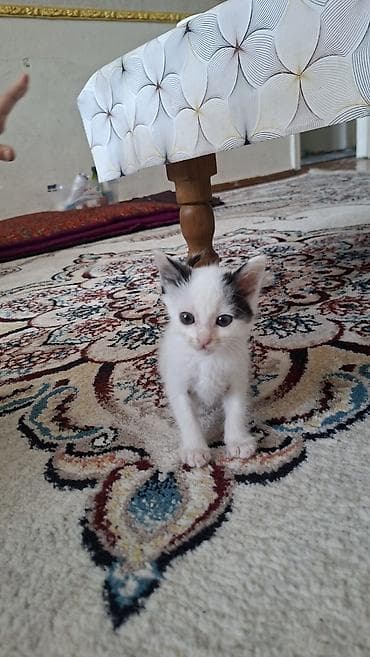бенгальский котенок: Котёнок белый - Окрас: белый с чёрными пятнышками на ушках и голове — 2