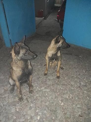 подсветка для аквариума: Бельгийская овчарка, 1 месяц, Самка, С родословной — 5