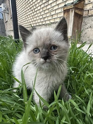 ориентал кошка: Котёнок с сиамским окрасом (поинтовый): светло-кремовая шерсть с более — 1