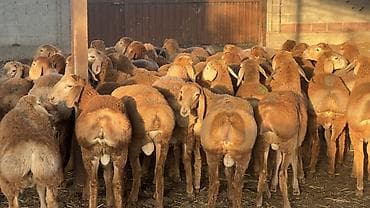 Животные: Продаю | Овца (самка) | Для разведения — 2