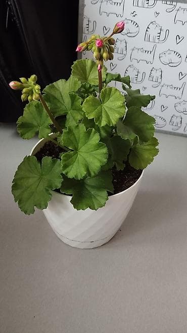 розы в колбе: Пеларгония (герань) в горшке – комнатные цветы с крупными шаровидными — 7