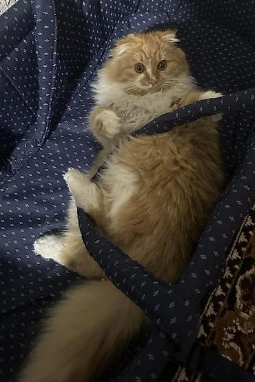 кошка домашный: Вязка! Котик Хайленд фолд (длинношерстный шатландский вислоухий) — 4
